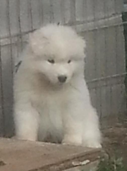 Willow Pup